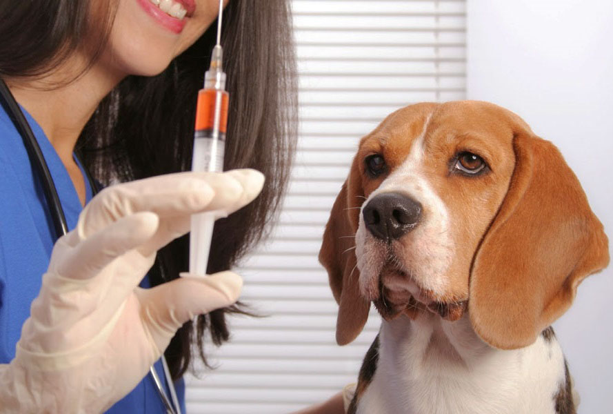 Importance of Rabies Vaccine for Dogs